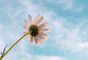 拿番茄影视当材料：用我用四句模板带你做做一次把热度当变量，番茄影视任务